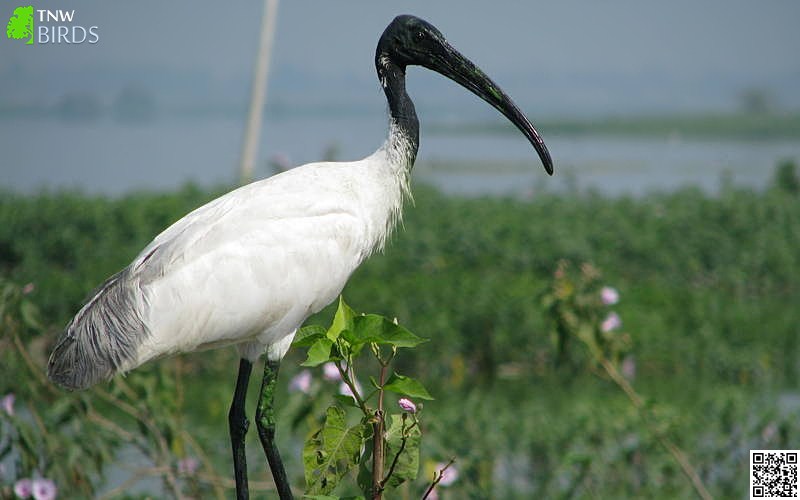 Black-headed Ibis